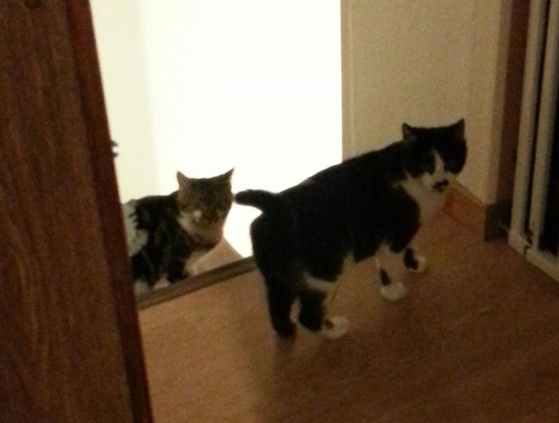 Annonce Du 05 01 15 James Chat 7 Mois Bienvenue Chez Nounette Annonce Du 05 01 15 James Chat 7 Mois Bienvenue Chez Nounette