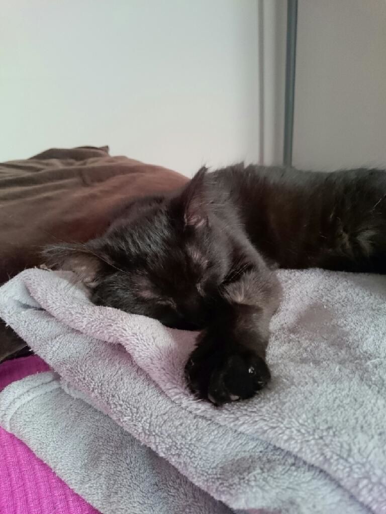 ANNONCE DU 07/01/2015 JOBAMA chaton 5 mois BIENVENUE CHEZ