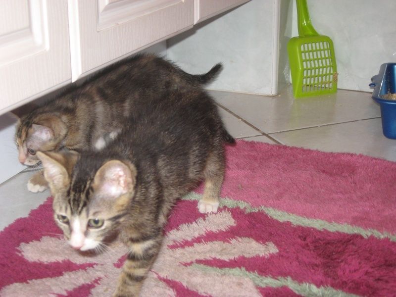 Adoption Chat 2 Chatons De 2 Mois Bienvenue Chez Nounette