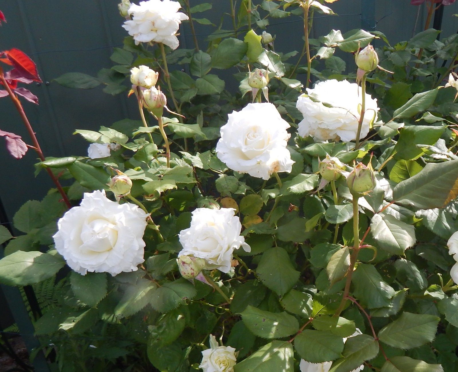 La saison des roses Le blog de JANI