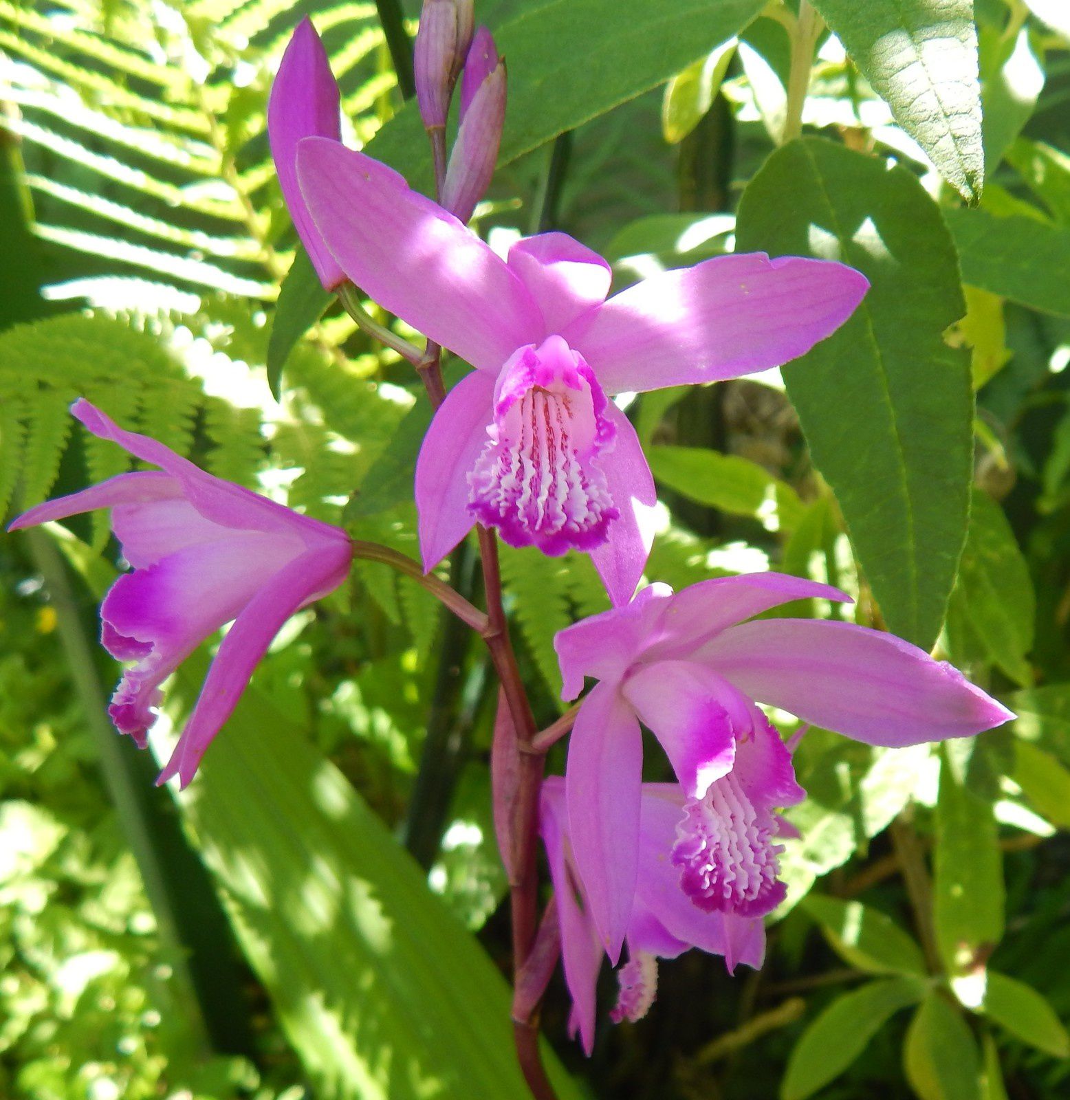 Bletilla striata, orchidée terrestre 
