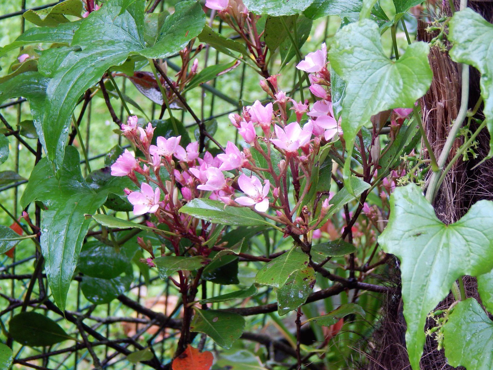 La flore du Parc de Beauval 