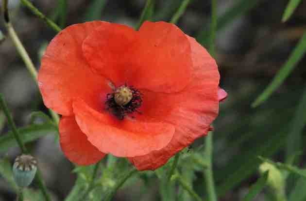 Le coquelicot – Michèle Freud