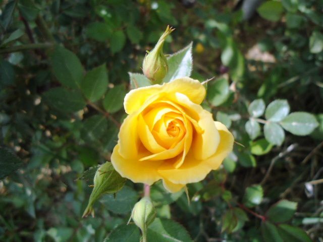 Une Rose jaune. وردة صفراء