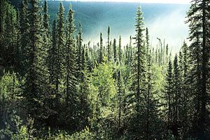 الغابات الشمالية أو التايغا Tagemagazine مجلة تاج