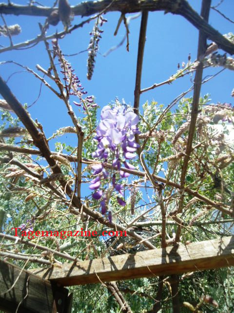 Grappe de fleurs violettes perchée. - TageMagazine . مجلة تاج