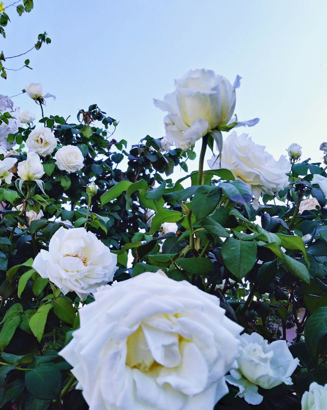 Des Roses blanches. ورود بيضاء - TageMagazine . مجلة تاج