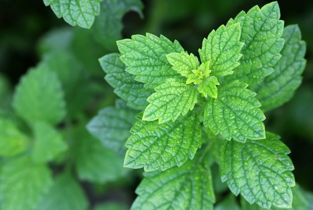 Menthe