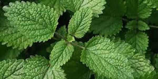 Plante anti moustiques