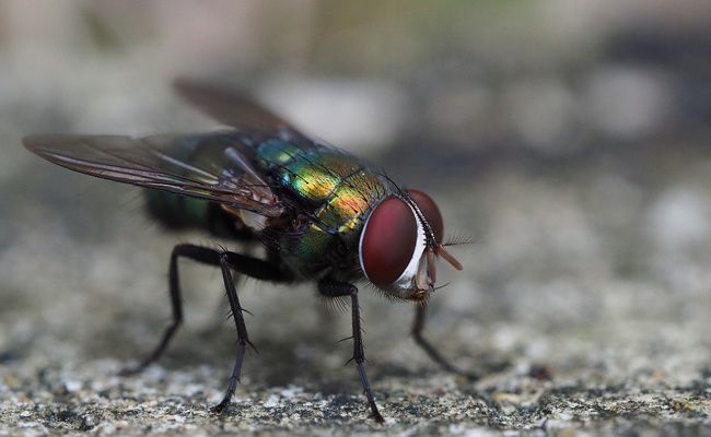mouche