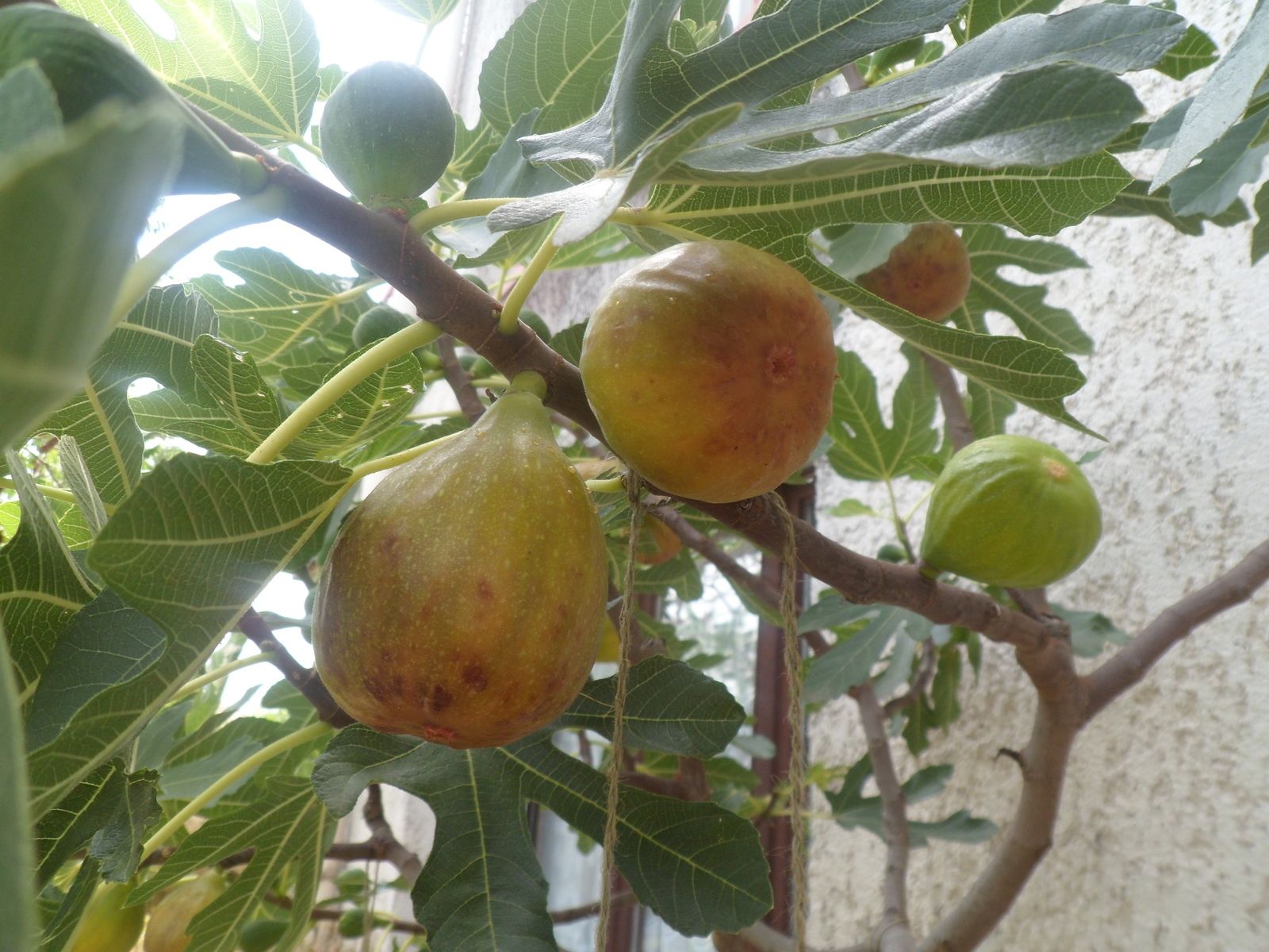 Vertus de la figue, fruit du Ficus carica 𝐒𝐢𝐭𝐞 𝐨𝐟𝐟𝐢𝐜𝐢𝐞𝐥 𝐝𝐞 𝐥𝐚 𝐑𝐨𝐧𝐜𝐞 𝐞𝐭 𝐥'𝐎𝐫𝐭𝐢𝐞
