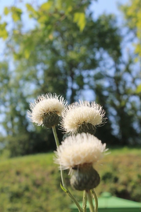 Douceur blanche sans épines