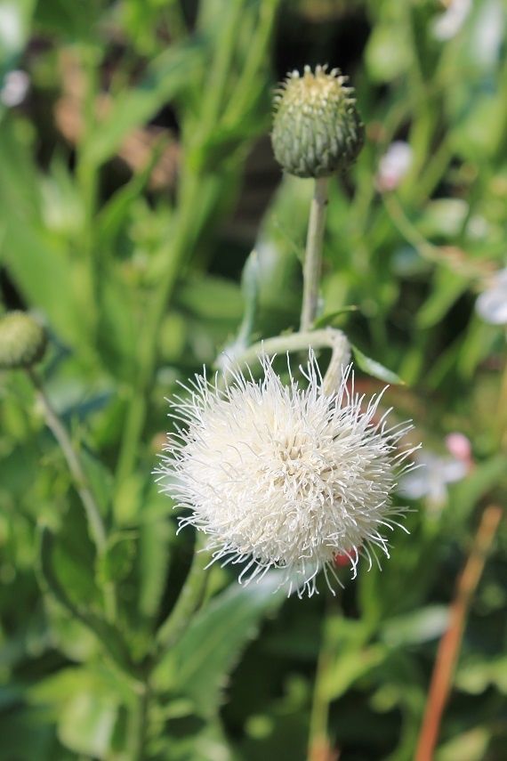 Douceur blanche sans épines