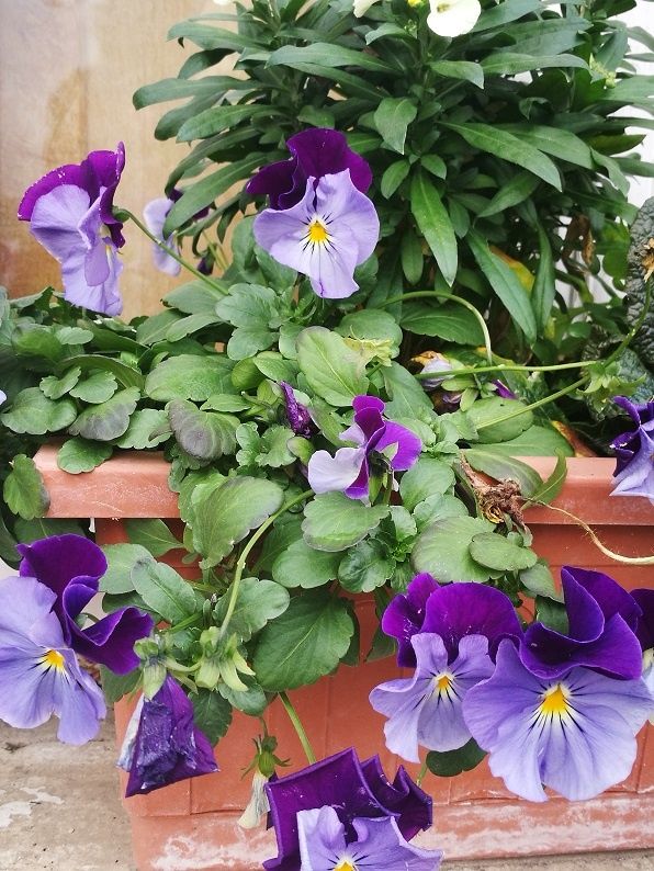 Pensée Cool wave une abondance de fleurs - passeur de plantes