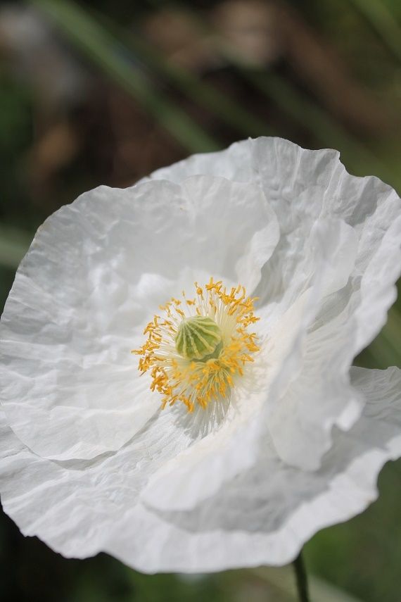 Des coquelicots blancs pour attendrir le jardin