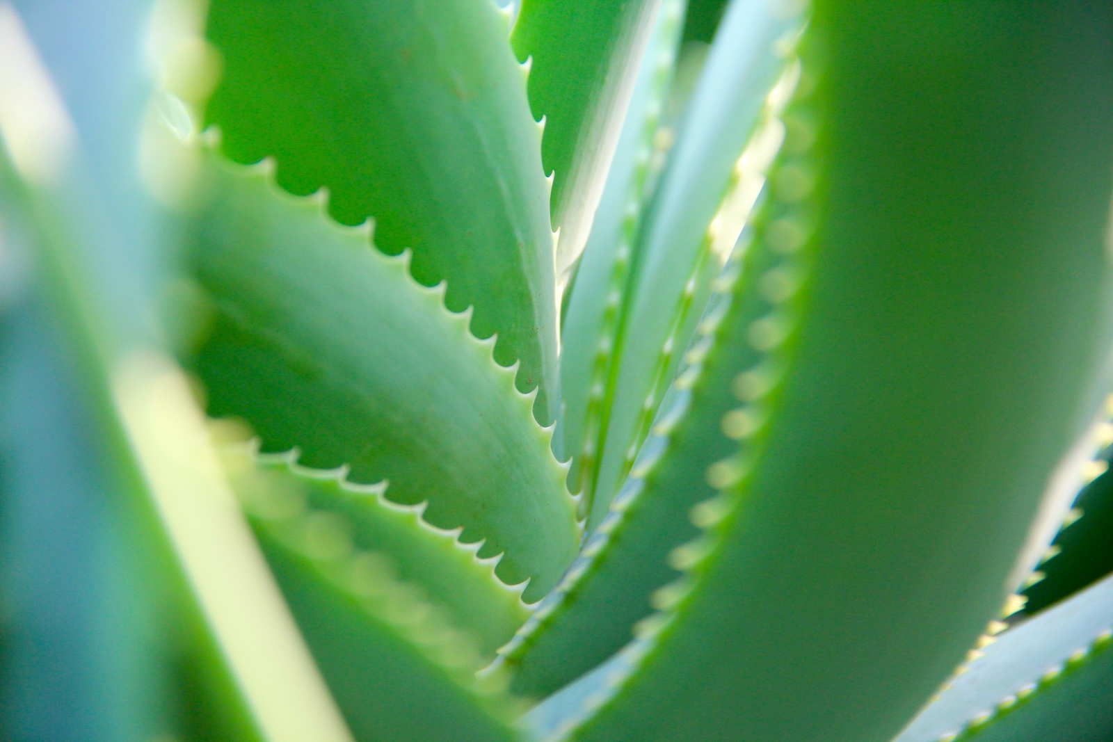 aloe