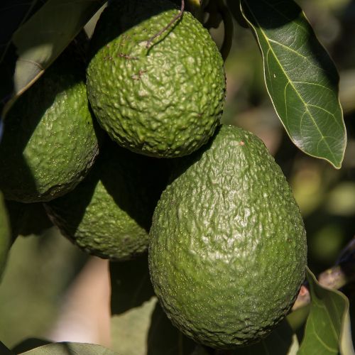avocats