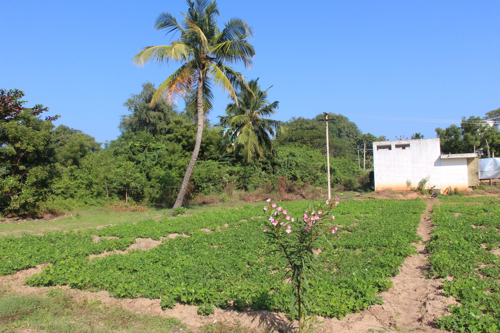 plantation d'arachides entre l'école et la piscine d'Apres School