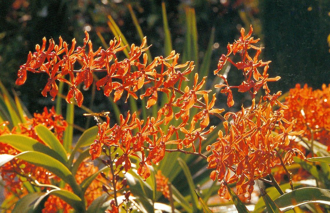 Au royaume des orchidées (jardin botanique de Singapour)