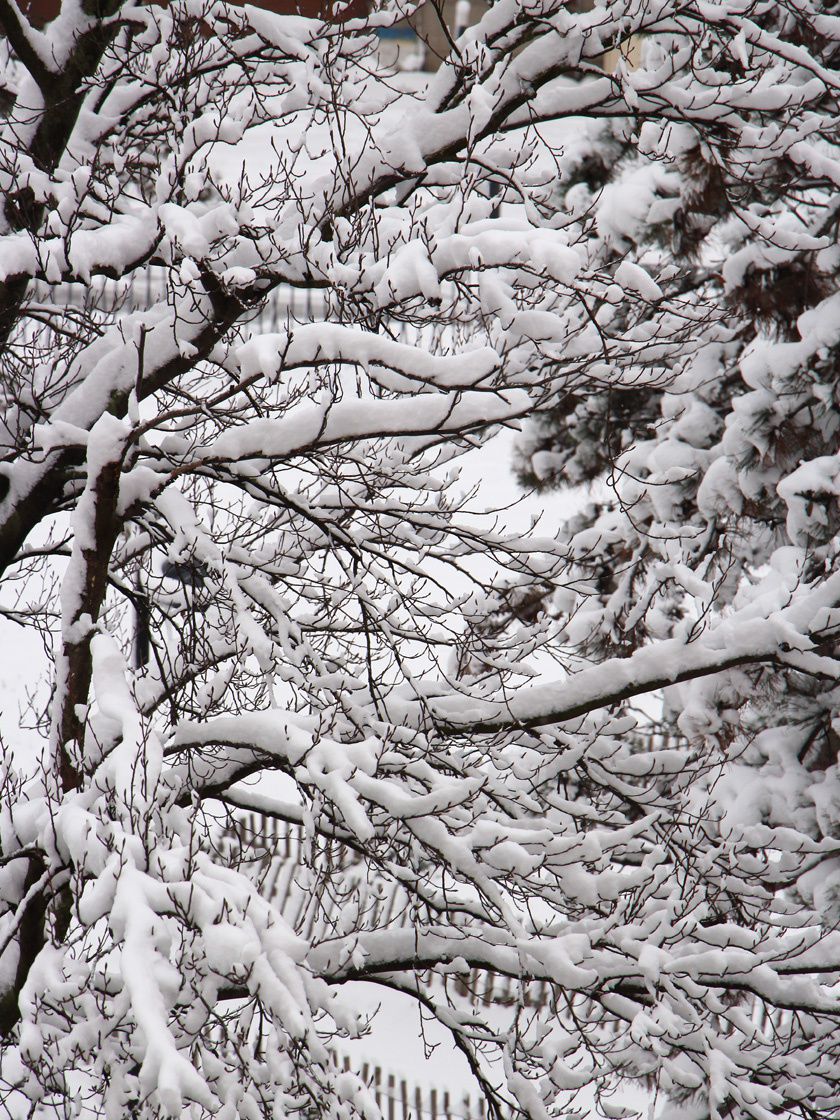 Nature et paysage sous la neige