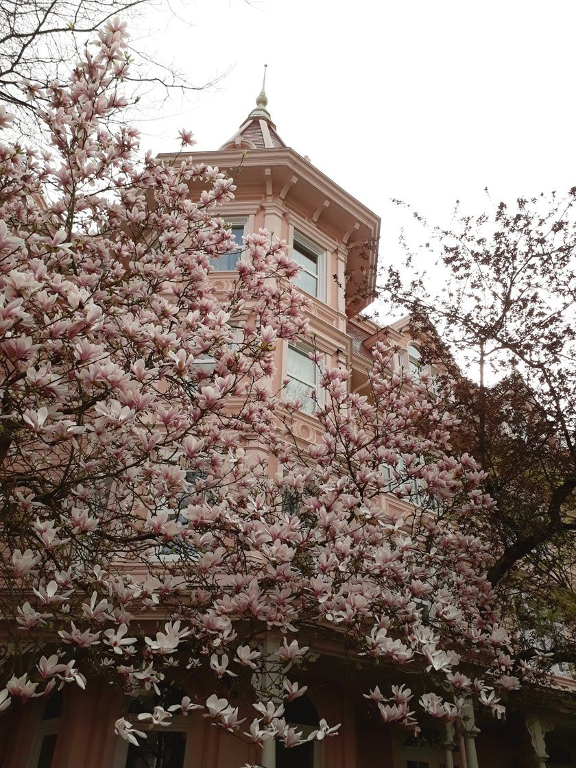 Le printemps à Disney sous les fleurs de cerisier 
