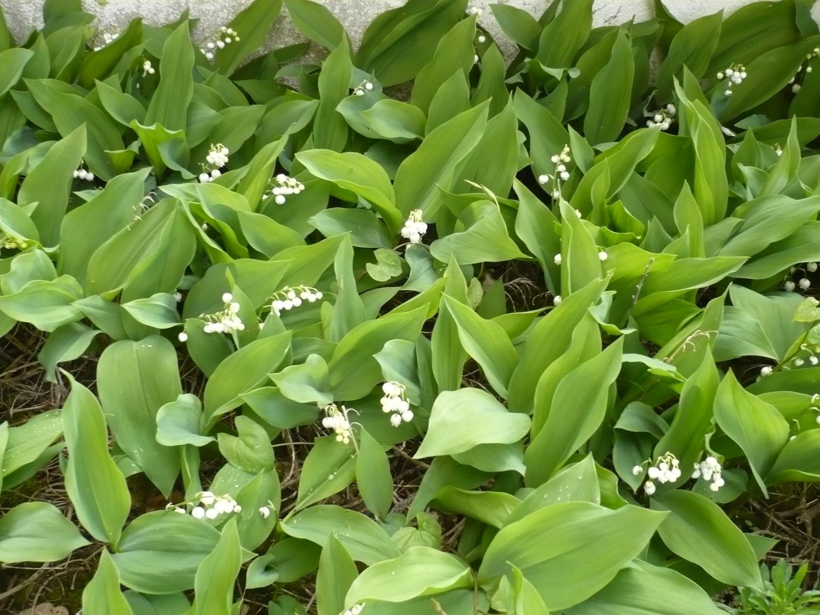muguet au jardin