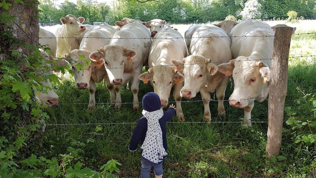 des vaches curieuses et sympathiques au pré dans l'Orne en Normandie