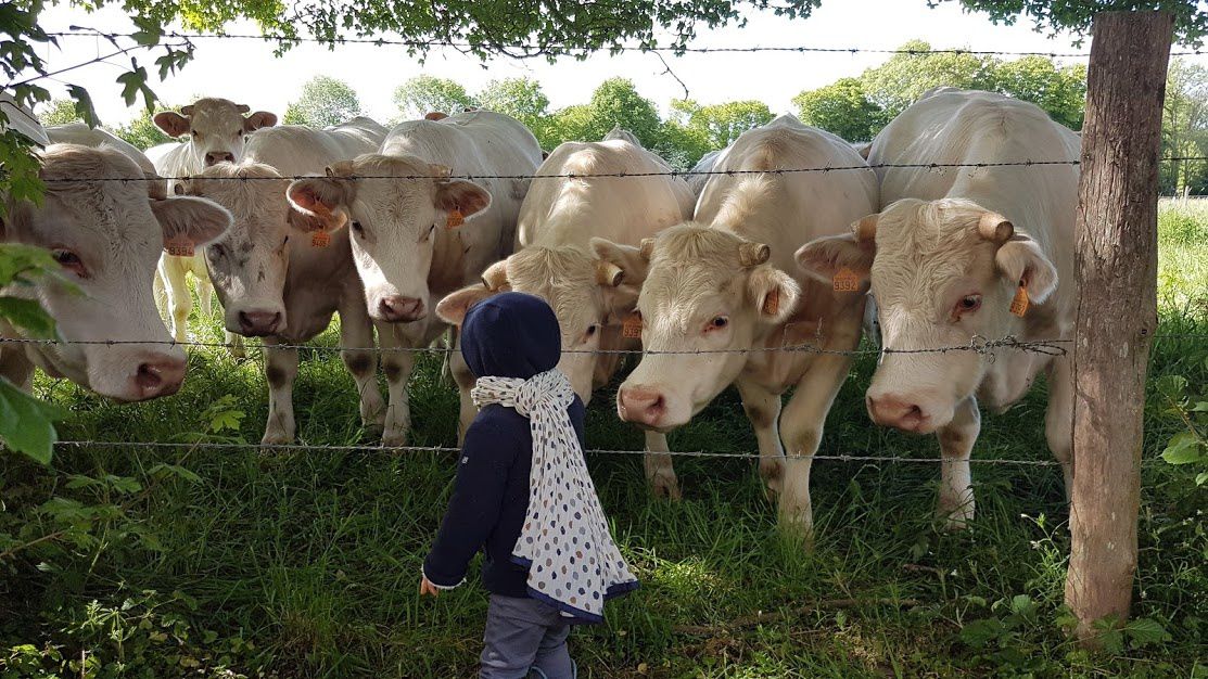 Des vaches curieuses au pré dans l'Orne en Normandie