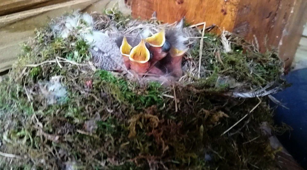 Oisillons au nid dans une cabane (5/6 ans)