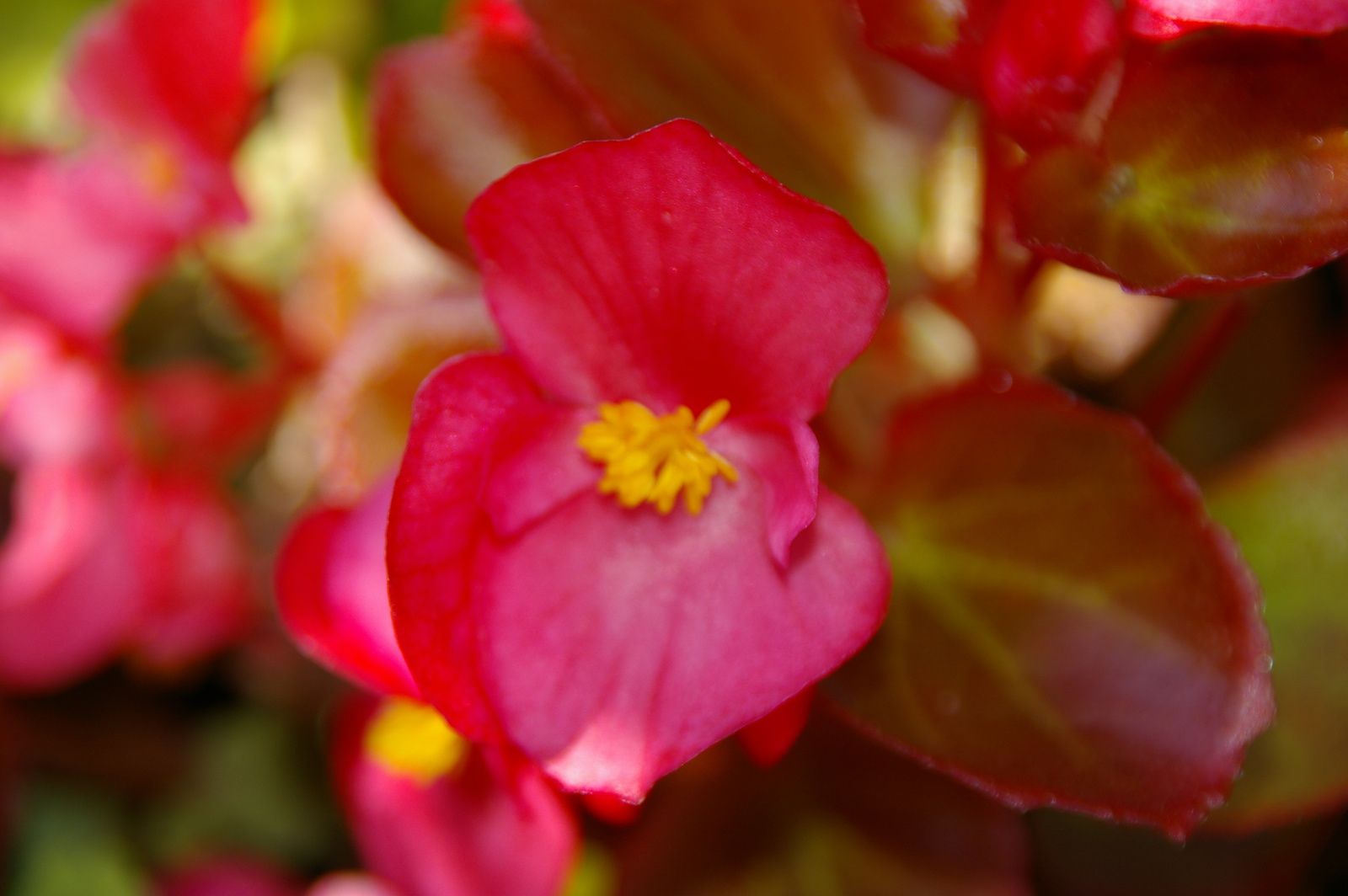 Bégonia à fleur rouge