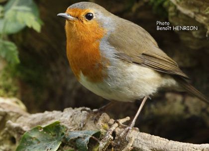 Vocalisation Des Oiseaux Le Chant Des Oiseaux