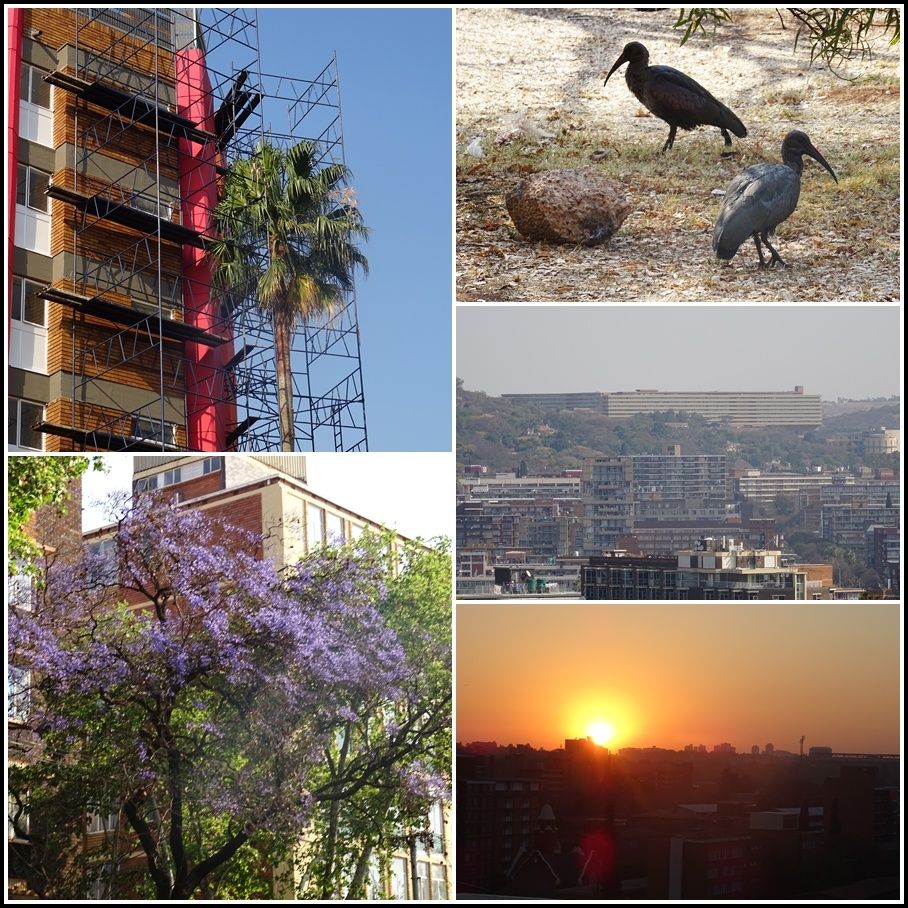 A droite, oiseaux Ibis, au loin l'université de Prétoria et couché de soleil depuis ma chambre d'hôtel.