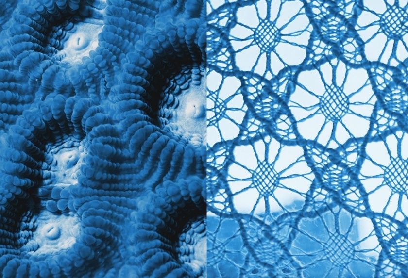 Lorsque la dentelle offre une nouvelle vie au corail