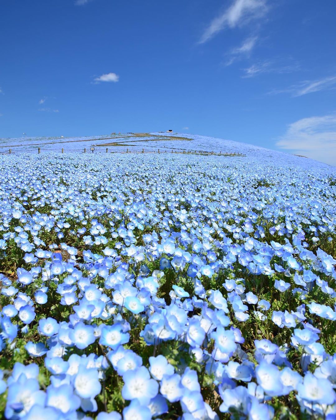 Hitachi Seaside Park
