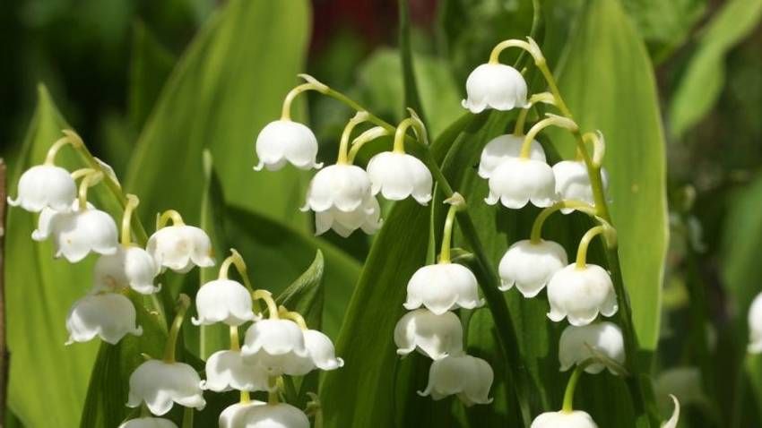 Muguet le 1er mai covid19