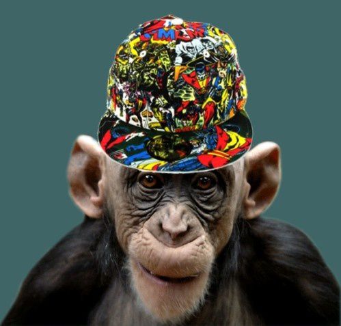Histoire de singes - Le blog de Jean-Pierre Brouillaud