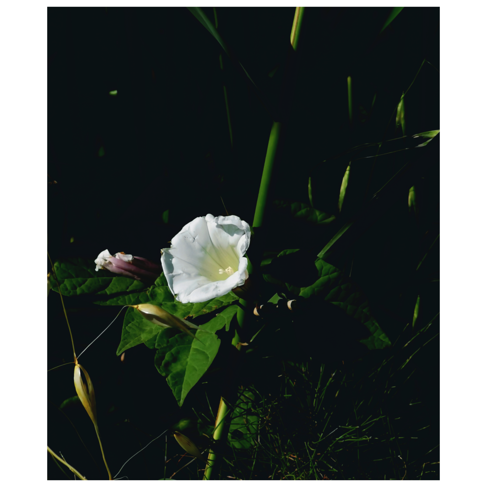 Histoire de fées, (photographie @elodivague sans filtre ni retouche) 