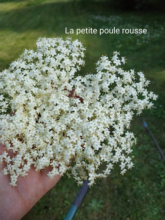Vin De Fleurs De Sureau La Petite Poule Rousse
