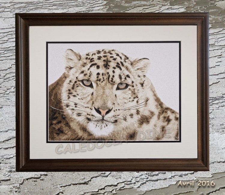Panthère des neiges - Snow leopard