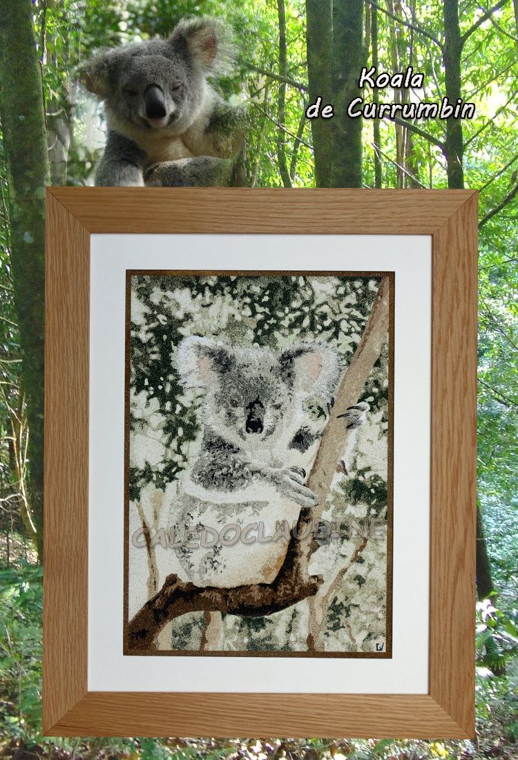 Koala australien