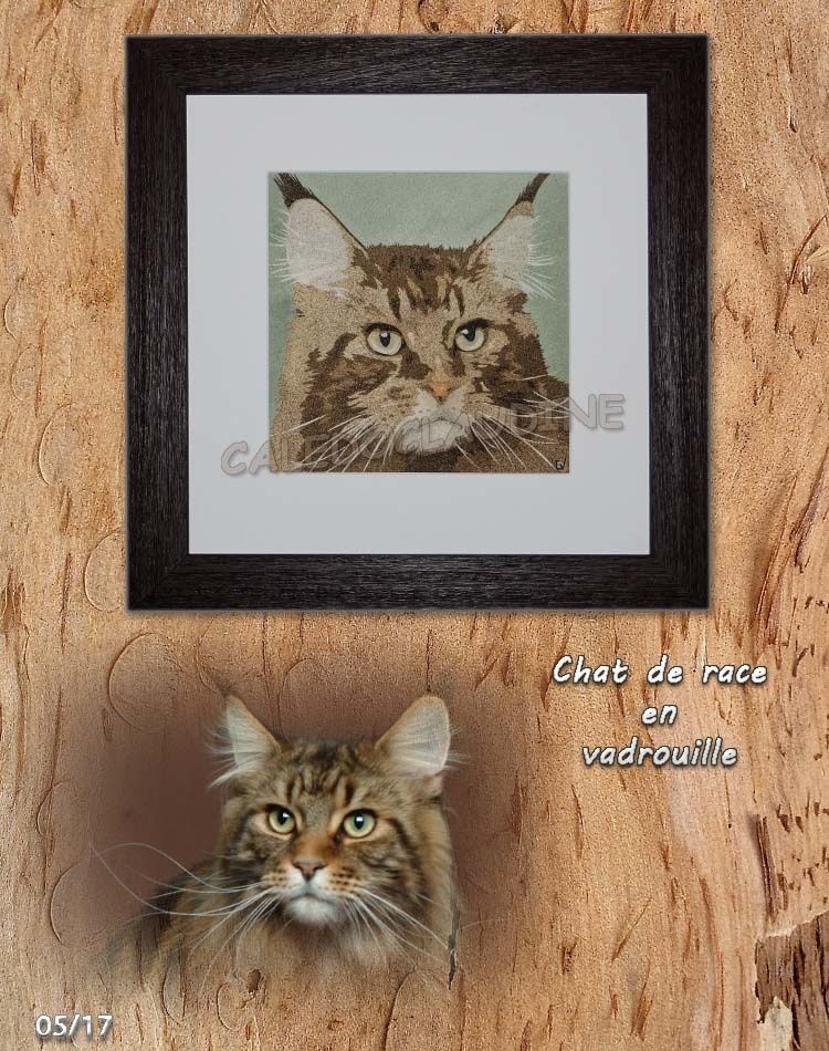 Chat de race