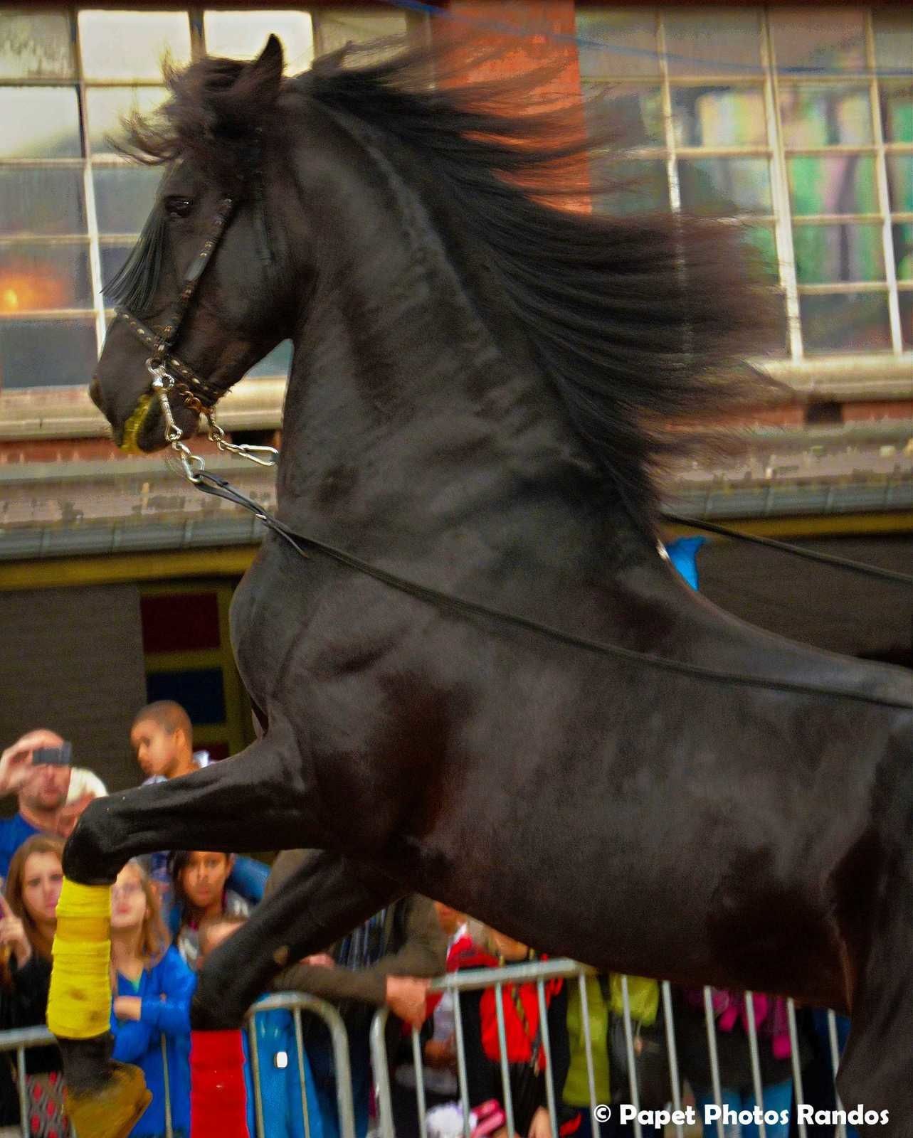 Feria de Gilly- Charleroi ( un haut lieu de la region, cela depuis des 15 ans, a la fin du mois d'aout) Ici photos sur plusieurs années 