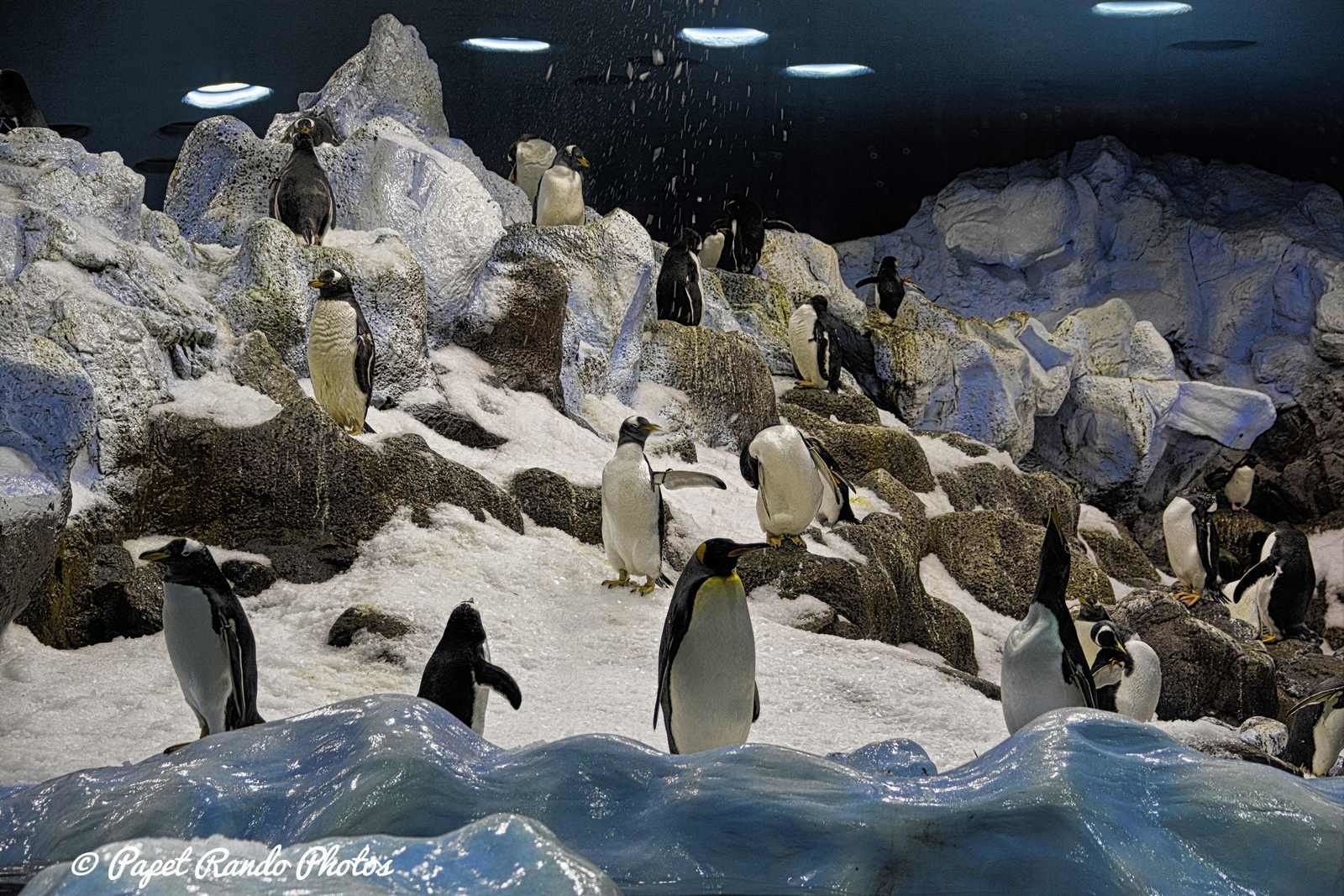 La planete des Pingouins (  5 especes diferentes ) a Tenerife Parc Loro Parque Magnifique, il n'y a pas d'autres mots