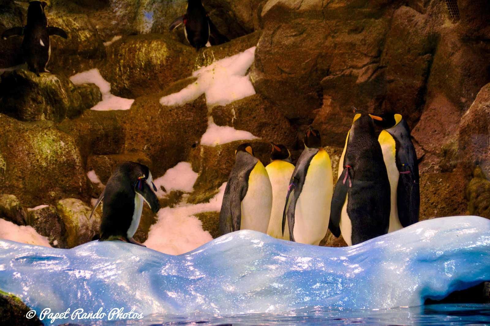 La planete des Pingouins (  5 especes diferentes ) a Tenerife Parc Loro Parque Magnifique, il n'y a pas d'autres mots