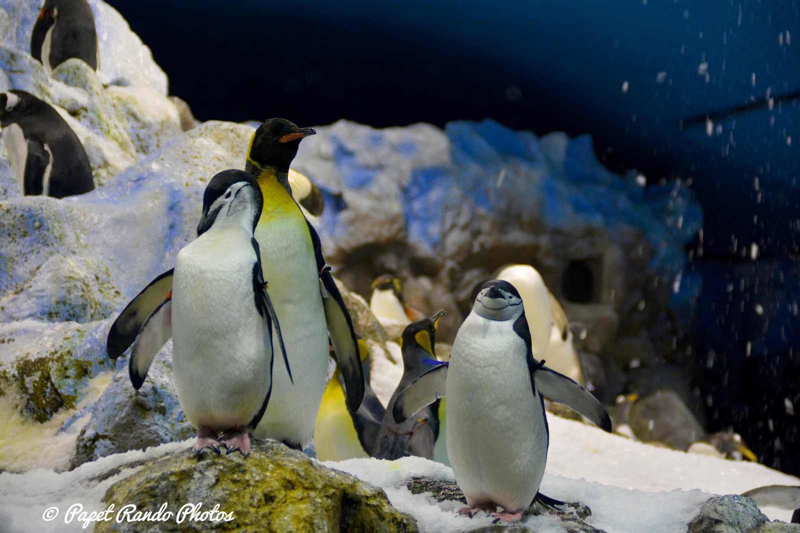 La planete des Pingouins (  5 especes diferentes ) a Tenerife Parc Loro Parque Magnifique, il n'y a pas d'autres mots