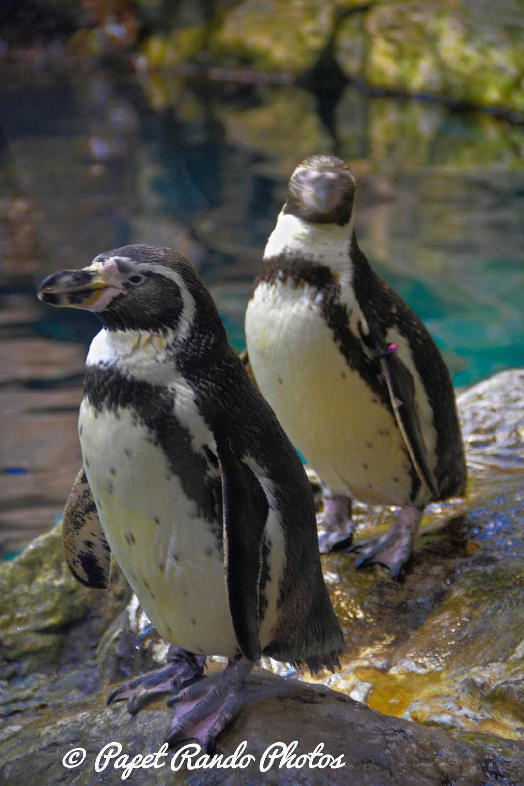 La planete des Pingouins (  5 especes diferentes ) a Tenerife Parc Loro Parque Magnifique, il n'y a pas d'autres mots