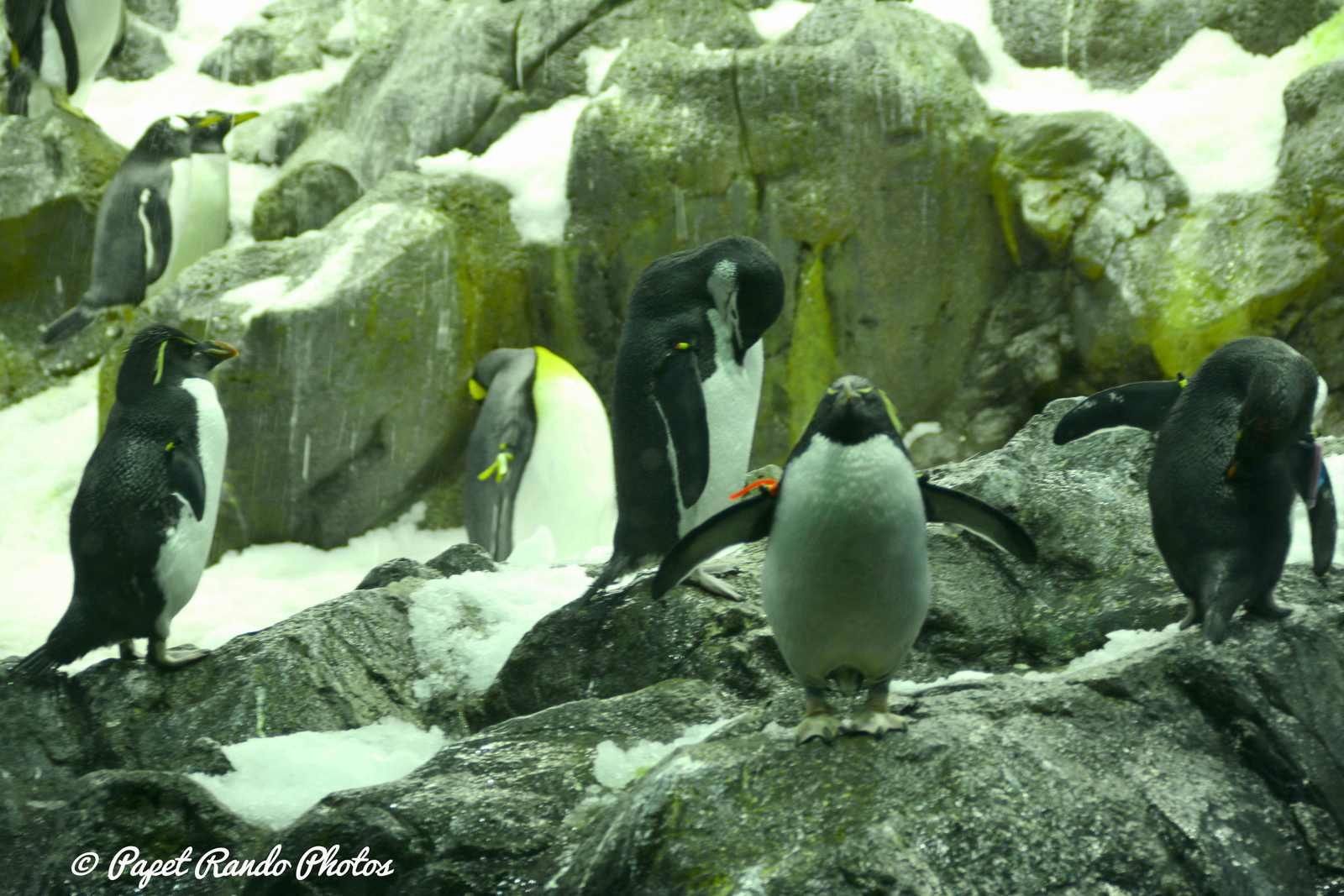 La planete des Pingouins (  5 especes diferentes ) a Tenerife Parc Loro Parque Magnifique, il n'y a pas d'autres mots