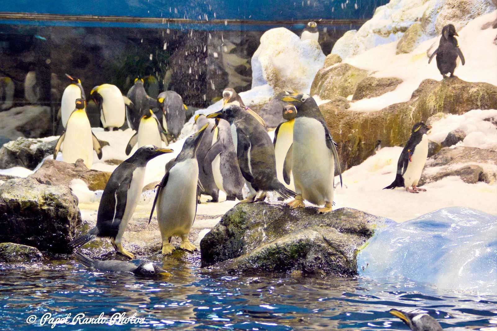 La planete des Pingouins (  5 especes diferentes ) a Tenerife Parc Loro Parque Magnifique, il n'y a pas d'autres mots