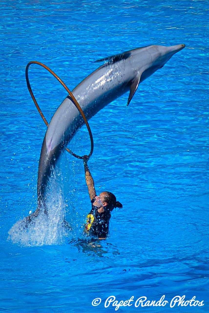Orques & dauphins en spectacle  Loro Parque 