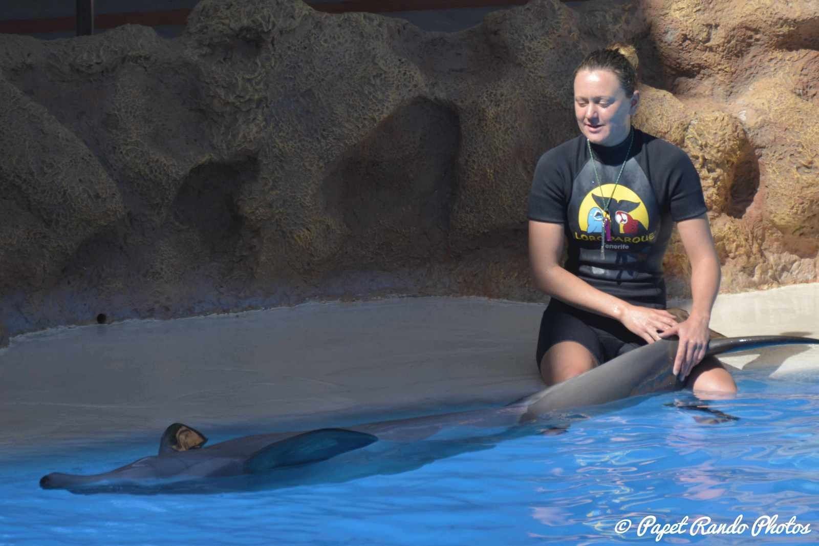 Orques & dauphins en spectacle  Loro Parque 